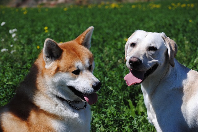 Akita inu miluje ostatní psy. 